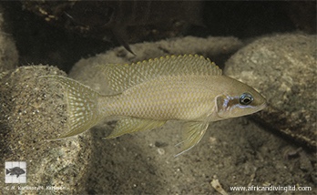 Neolamprologus brichardi 'Mlowa Point'